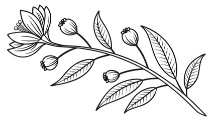 Elegant Botanical Branch Line Art with Blooming Flower, Buds, and Leaves Illustration