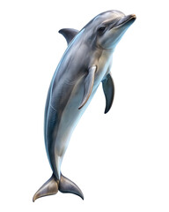 Striking dolphin in midair, displaying its beautiful grey and white coloration