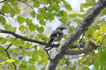 木に止まるカケス