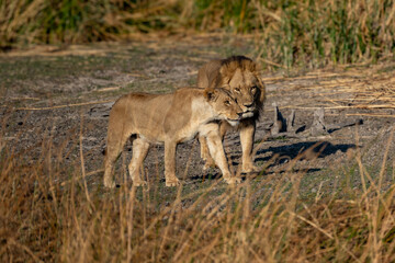 Big lion lying on savannah grass. Landscape with characteristic trees on the plain and hills in the background