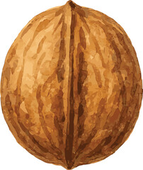 Vector watercolor painted illustration of a walnut