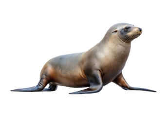 A magnificent California sea lion resting against a clean white background providing ample copy space