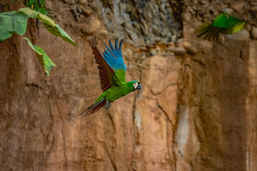 White-eyed Parakeet (Psittacara leucophthalmus), occurs in almost all of Brazil. Captive animal