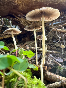 Parasola is a genus of coprinoid mushrooms in the family Psathyrellaceae.