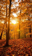 Fototapeta premium Autumn forest with sunlight shining through orange leaves 