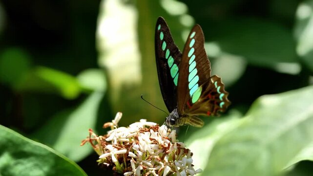 Common Bluebottle butterfly, Common Bluebottle butterfly feeding, Common Bluebottle butterfly in nature