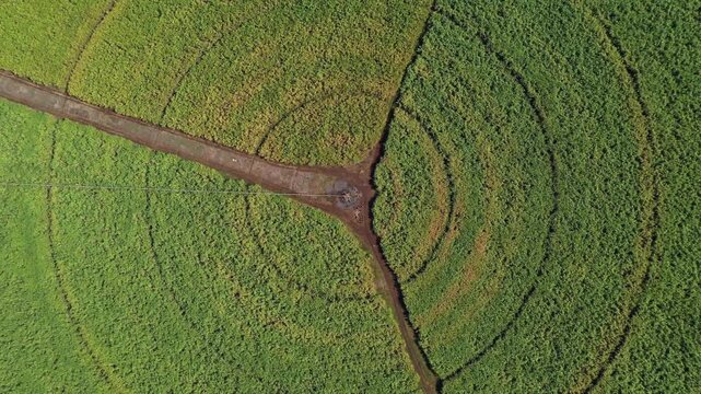 Aerial view of vibrant green circular fields intersected by brown pathways, creating a mesmerizing pattern on the landscape, Bambous, Rivi&egrave;re Noire District, Mauritius.