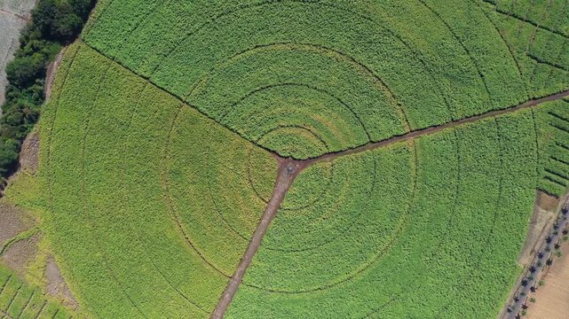 Aerial view of vibrant green circular farm fields intersected by brown pathways, creating a geometric pattern contrasting with the bordering trees, Bambous, Rivi&egrave;re Noire District, Mauritius.