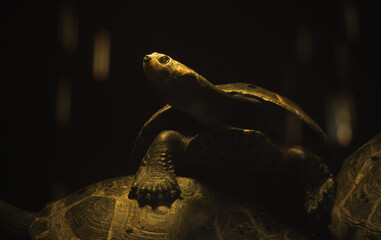 Tortue qui pose sous une faible lumiere