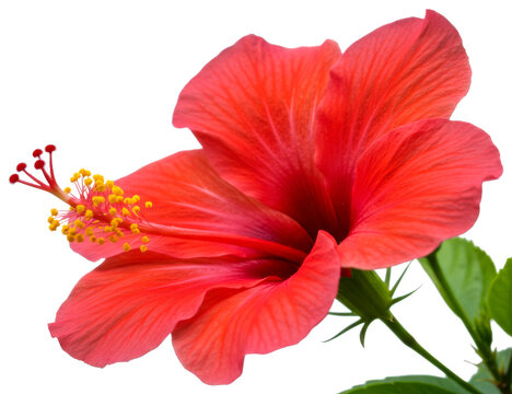 Tropical Chinese Hibiscus or China Rose Bloom. Bright Red Hibiscus Flower. Hibiscus rosa-sinensis Bunga Raya