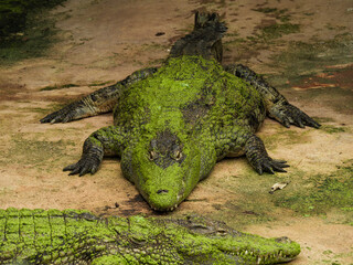 Crocodile qui se repose sur la terre