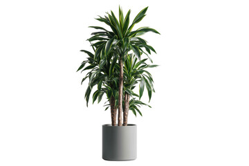 Elegant dracaena plant in modern grey pot isolated against a transparent background