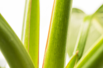 フィロデンドロンバーキンの茎を白背景でアップ撮影23