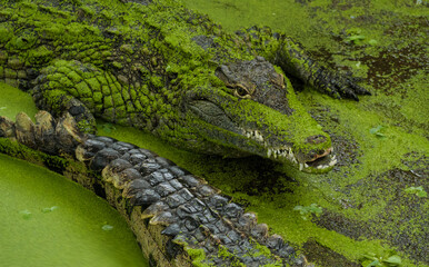 Crocodile qui sort de l'eau avec de la vase verte sur le corp