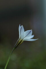 メルヘンチックなハナニラ