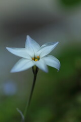 美しいハナニラの花