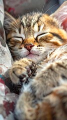 Adorable kitten sleeping peacefully