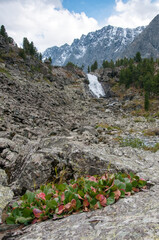 View on rocky Kuiguk valley in the Altai mountains with Kuiguk waterfall in the background, Russian Federation