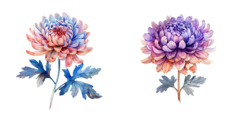 cute chrysanthemum watercolor vector illustration