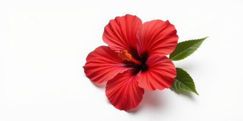 Red hibiscus flower red petal tropical flower blossom lush leaf