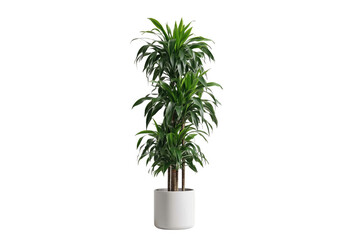 Lush dracaena plant in white pot isolated against transparent background