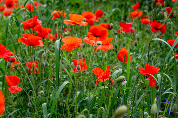 Vibrant red poppies blooming in a lush green meadow during springtime