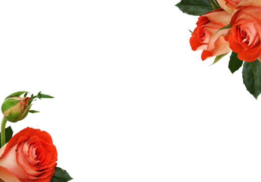 Orange rose flowers in a small corner arrangements isolated on white or transparent background