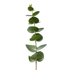 green plant isolated on white background
