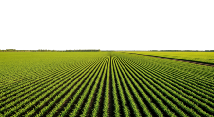field of corn in spring