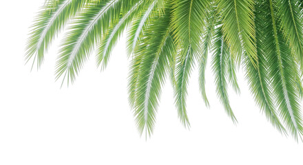 palm tree isolated on white