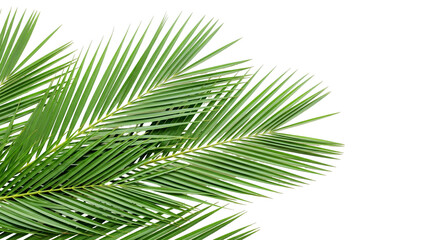 Tropical Palm Leaves Isolated on White Background