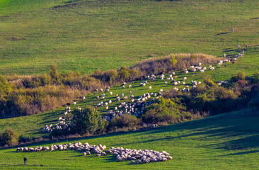 A flock of sheep on a pasture with green grass among bushes in the natural environment