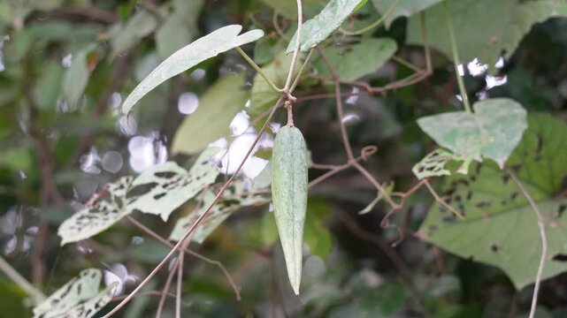 Pointed gourd vine and fruit close-up in Indian farm