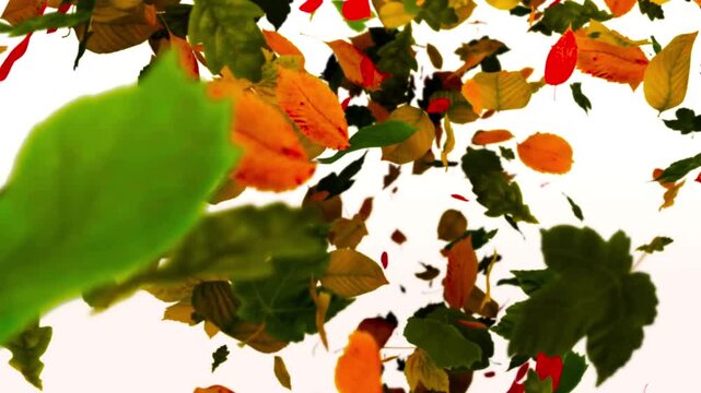Times of the Year Seans) video Series Autumn Colorful autumn leaves falling motion graphics Loop autumn tree leaves falling down in a par