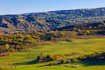 Landscape of a flock of sheep on a hillside