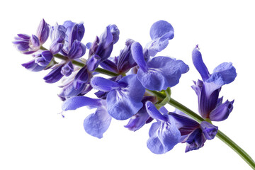 Stunning macro photography of delicate purple sage flowers on a transparent background