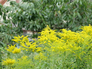 Canadian goldenrod with yellow flower spikes in a meadow. Close-up. Copy space