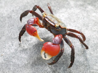 アカテガニ