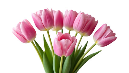 Fototapeta premium Minimal Flat Lay of Pink Tulips and Paint Brush Isolated on White Background