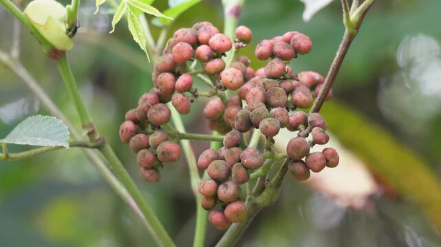 Toona ciliata fruit cluster macro on tree branch with foliage