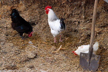 chickens and cockerel