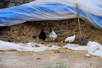 chickens and cockerel
