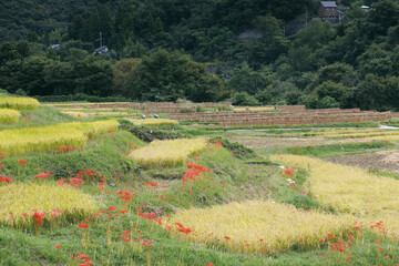 棚田に訪れた収穫の秋
