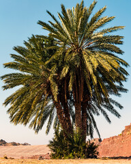 Date Palm Tree in Desert Landscape with Clear Blue Sky (Vertical)