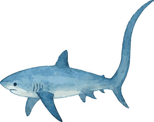 Vector adorable watercolor illustration of a thresher shark