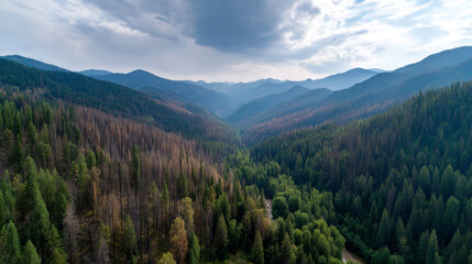 Fototapeta premium Aerial panorama of dying forest due to drought. Water crisis and water shortage in summer during long drought is a global problem of drought on the planet.