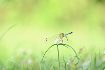 Diplacodes trivialis dragonfly. It is a species of dragonfly in the family Libellulidae. It is small dragonfly with bluish eyes. Its other names chalky percher and  ground skimmer. 
