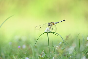 Diplacodes trivialis dragonfly. It is a species of dragonfly in the family Libellulidae. It is small dragonfly with bluish eyes. Its other names chalky percher and  ground skimmer. 
