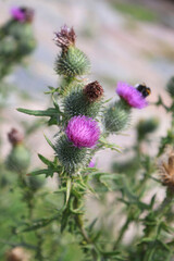 Vertical close-up photo of a bush with purple milk thistle flowers (or thistle) on a blurred background. Selective focus.