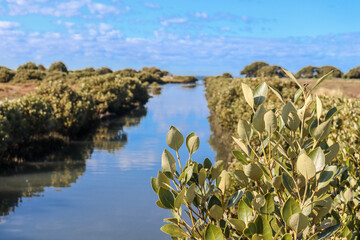 canal through wetlands to the sea